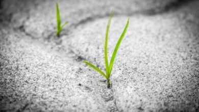 Photo of HAYAT AĞACININ Köklerinden CORONA’ ya Bakmak